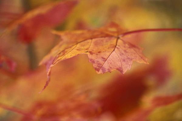 USA, Pennsylvania Maple leaf in autumn color